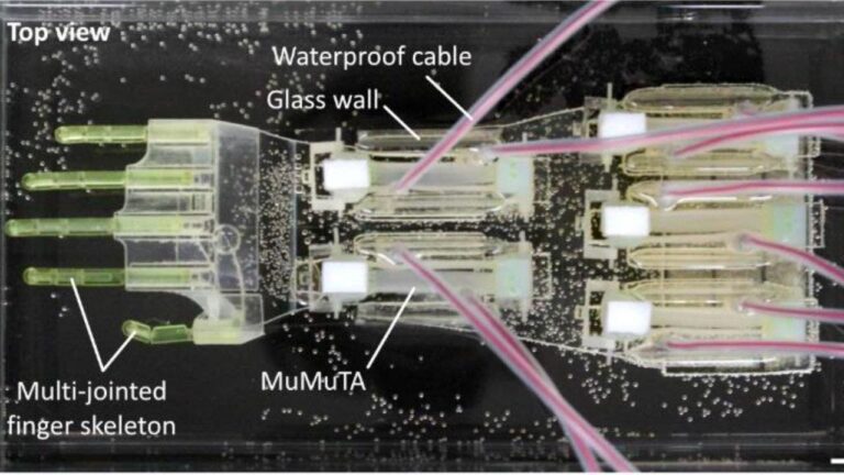 1 the 2025 terminator lab grown muscle brings biohybrid robot hand to life